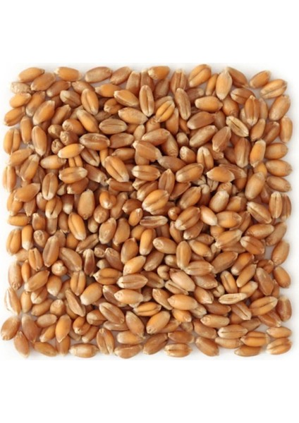 Tavuk ve Kuş Için Yemlik Buğday 1 kg