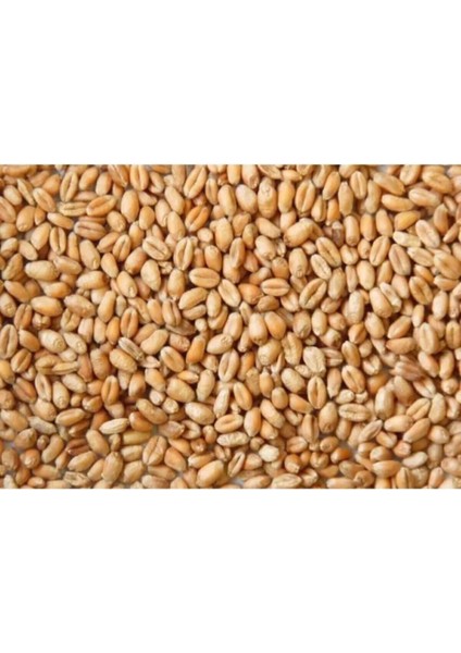 Tavuk ve Kuş Için Yemlik Buğday 1 kg fiyatları