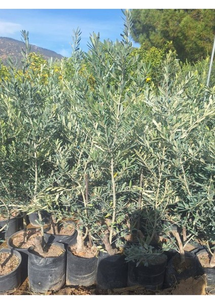 Trilya Zeytin Fidanı 1 Adet Tüplü 50-75CM Bol Verimli Sofralık Zeytin