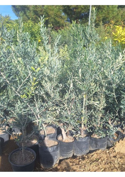 Trilya Zeytin Fidanı 1 Adet Tüplü 50-75CM Bol Verimli Sofralık Zeytin modelleri