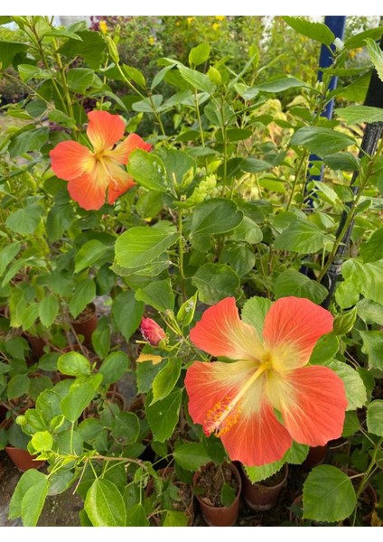 Turuncu Renk Japon Gülü Çiçeği 1 Adet Saksılı 40-60CM Çiçekli Ağaç