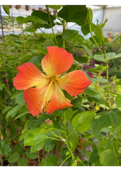 Turuncu Renk Japon Gülü Çiçeği 1 Adet Saksılı 40-60CM Çiçekli Ağaç fiyatları