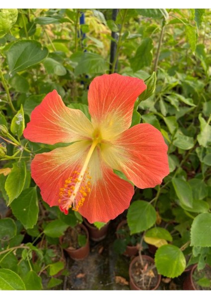 Turuncu Renk Japon Gülü Çiçeği 1 Adet Saksılı 40-60CM Çiçekli Ağaç modelleri