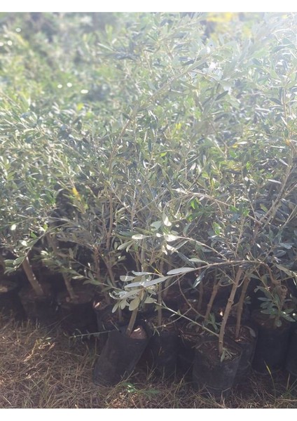 Sofralık Gemlik Zeytin Fidanı 5 Adet Tüplü 40-60CM Bol Verimli fiyatları