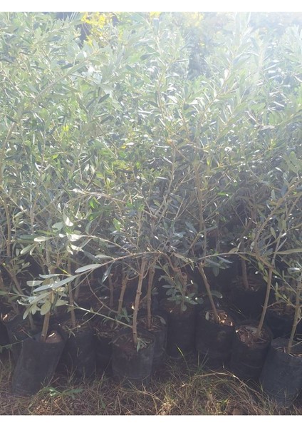 Sofralık Gemlik Zeytin Fidanı 1 Adet Tüplü 40-60CM Bol Verimli