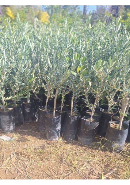 Sofralık Gemlik Zeytin Fidanı 1 Adet Tüplü 40-60CM Bol Verimli