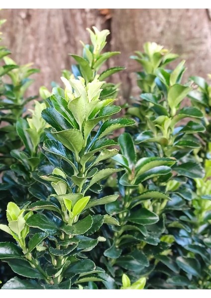 Yeşil Taflan Çiçeği Euonymus Japonicus 1 Adet Saksılı 30-40CM