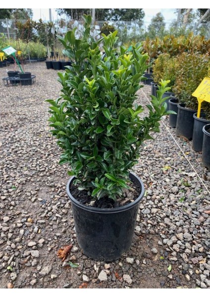 Yeşil Taflan Çiçeği Euonymus Japonicus 1 Adet Saksılı 30-40CM modelleri
