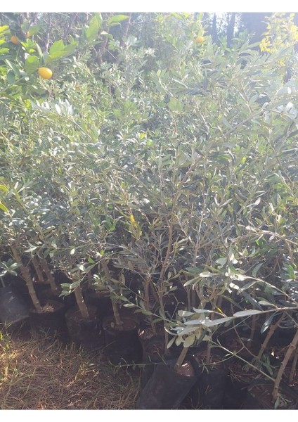 Bol Verimli Sofralık Zeytin Fidanı 10 Adet Tüplü 50-70CM Dış Mekan Ağaç fiyatları