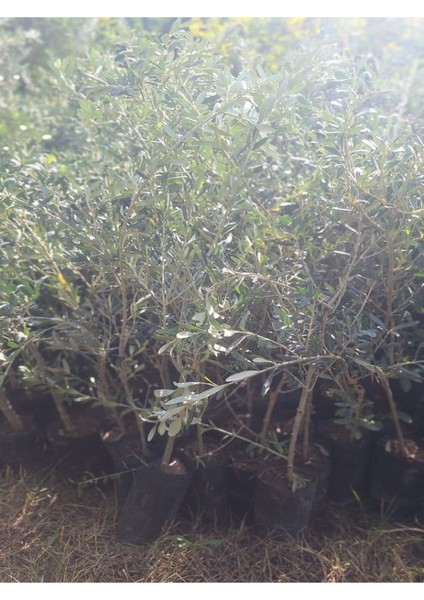 Bol Verimli Sofralık Zeytin Fidanı 10 Adet Tüplü 50-70CM Dış Mekan Ağaç modelleri