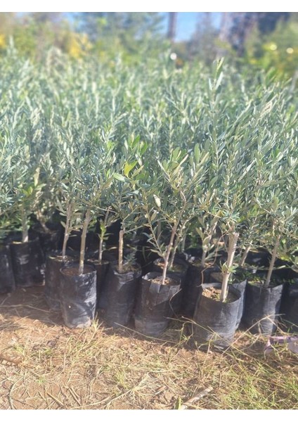 Bol Verimli Sofralık Zeytin Fidanı 10 Adet Tüplü 50-70CM Dış Mekan Ağaç fırsatları