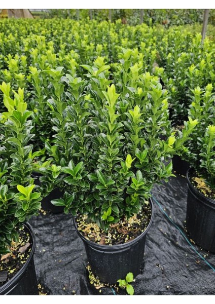 Yeşil Canlı Taflan Çiçeği Saksılı 1 Adet 20-40CM (Euonymus Japonicus) fiyatları