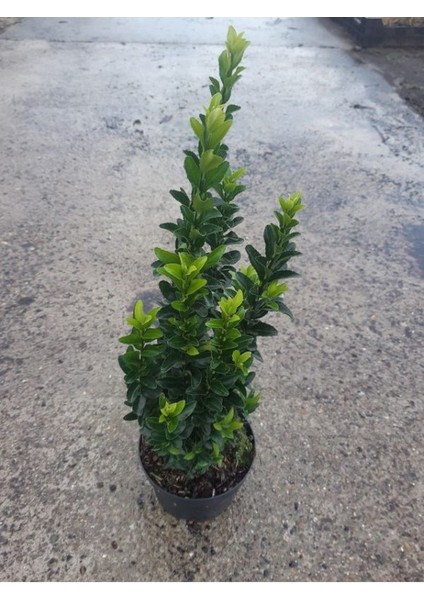 Çit Için Uygun Yeşi Renk Taflan Fidanı 30-40CM 4 Adet Saksılı Bahçe Bitkisi fiyatları