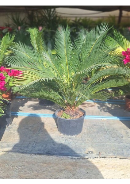 Japon Sago Palm Sikas Palmiyesicycas Revoluta 1 Adet 60-80CM modelleri
