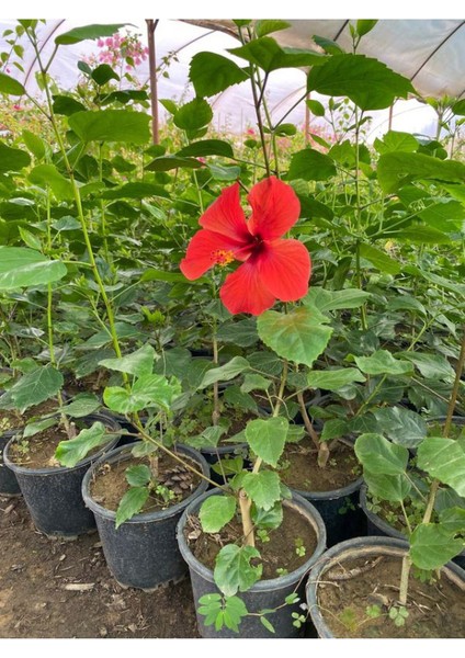 Kırmızı Renk Japon Gülü Çiçeği 1 Adet 40-60CM Saksılı Bahçe Çiçeği fiyatları