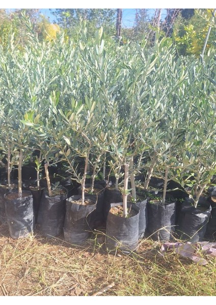 Sofralık Gemlik Zeytin Fidanı 1 Adet Tüplü 40-65CM Bol Verimli