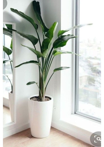 Tekno Trust Strelitzia Starliçe 90-120 cm Boyunda Tek Gövdeli Salon Bitkisi İç Mekan Bitkisi