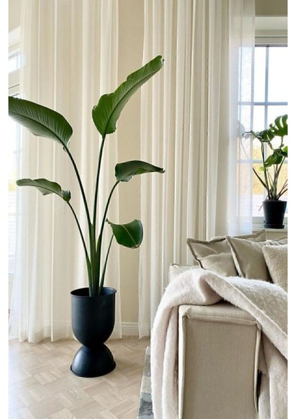Tekno Trust Strelitzia Starliçe 90-120 cm Boyunda Tek Gövdeli Salon Bitkisi İç Mekan Bitkisi
