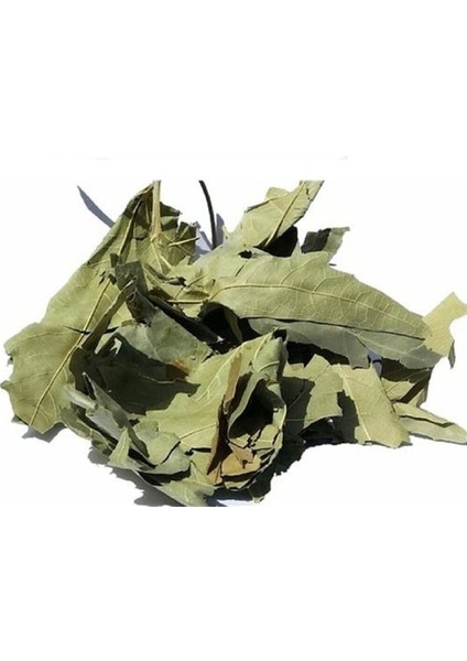 Çınar Yaprağı Derin Yırtıklı 100 gr