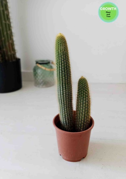 Echinopsis Spachiana Kaktüs