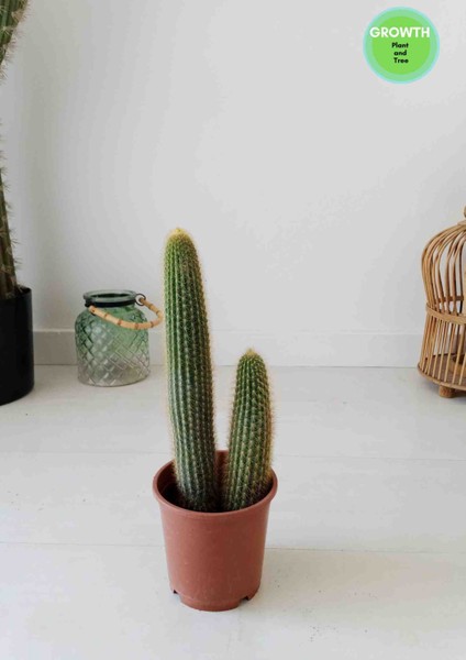 Echinopsis Spachiana Kaktüs