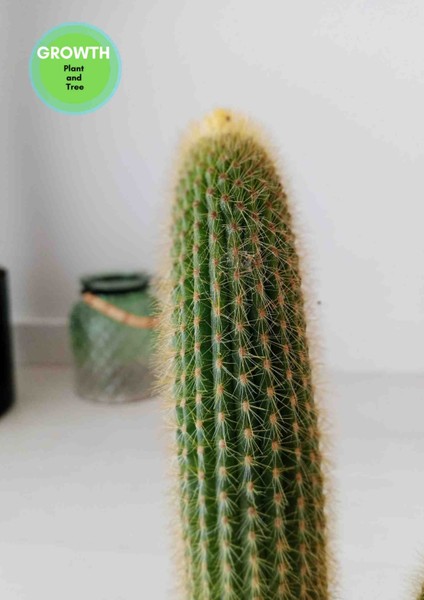 Echinopsis Spachiana Kaktüs