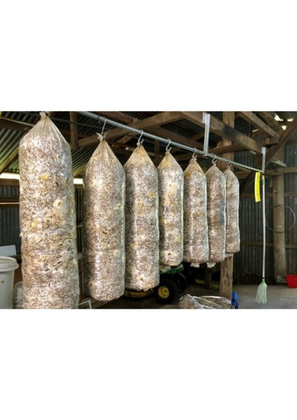 8 Lt 4 kg Istiridye Mantarı Miseli Tohum Kompostu Mantar Vermeye Hazır Durumda