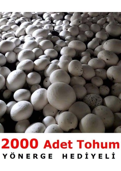2000 Adet Beyaz Şapkalı Kültür Mantarı Tohumu
