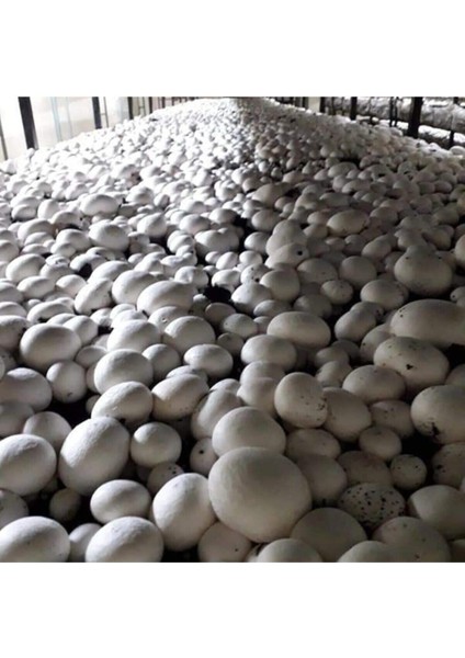 2000 Adet Beyaz Şapkalı Kültür Mantarı Tohumu modelleri