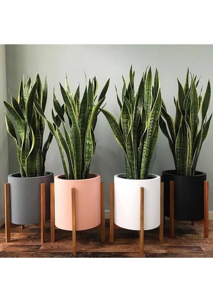 Tekno Trust Sansevieria Paşa Kılıcı Peygamber Kılıcı