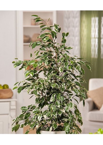 Tekno Trust Ficus Benjamin 90-110 cm