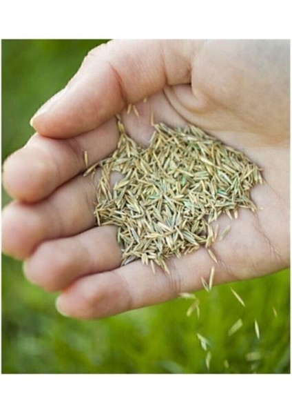 Çimka 7li Karışım Çim Tohumu 1 kg modelleri