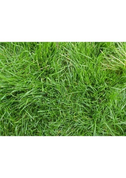 Tekno Trust Bermuda Çim Tohumu 500 gr Uganda Çimi Köpek Dişi Ayrığı Bermuda Grass Çim Tohumu