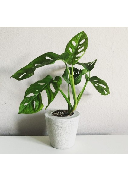 Tekno Trust Monstera Monkey Mask Sarmaşık Bitkisi 30-40 cm Deve Tabanı