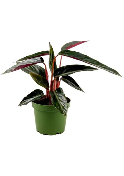 Tekno Trust Kalatya-Calathea Triostar Stromanthe Sanguinea 30-40 cm