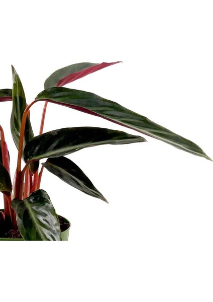Tekno Trust Kalatya-Calathea Triostar Stromanthe Sanguinea 30-40 cm