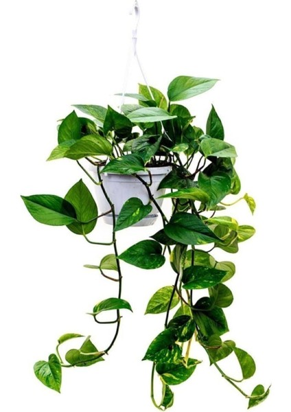 Tekno Trust Epipremnum Pothos Sarmaşığı Askılı Pothos Oda Temizleyici Bitki Ev Bitkisi Salon Bitkisi