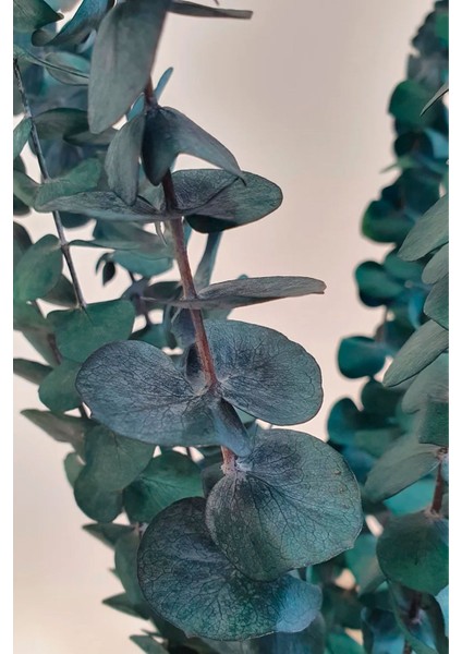 Tekno Trust Şoklanmış Mavi Okaliptus Kurutulmuş Şoklu Okaliptus Demeti fiyatları