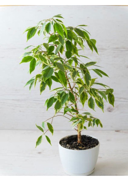 Tekno Trust Videolu Alacalı Benjamin Bitkisi 1 Adet 80-100CM Ev Ofis Salon Bitkisi (Benjamin Ficus Starlight )