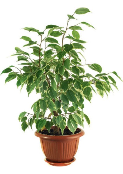 Tekno Trust Videolu Alacalı Benjamin Bitkisi 1 Adet 80-100CM Ev Ofis Salon Bitkisi (Benjamin Ficus Starlight )