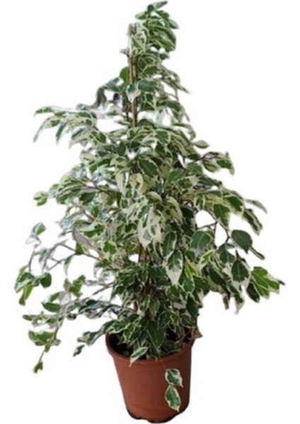 Tekno Trust Videolu Alacalı Benjamin Bitkisi 1 Adet 80-100CM Ev Ofis Salon Bitkisi (Benjamin Ficus Starlight )