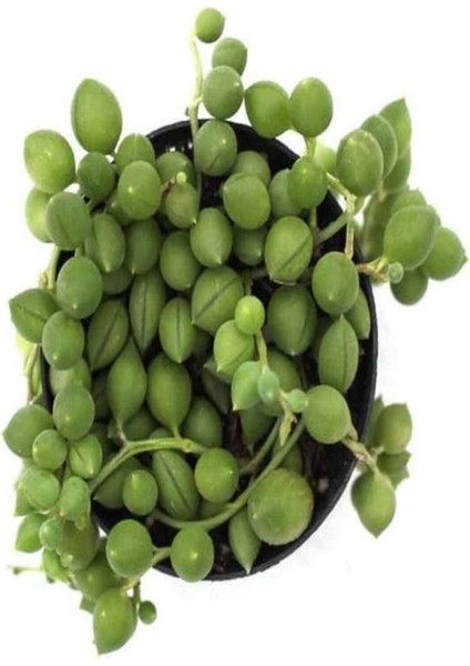Tekno Trust Videolu Boncuk Yapılı Tesbih Çiçeği 1 Adet Saksılı/tüplü 5-15CM İç Mekan Bitkisi(Senecio Rowleyanus