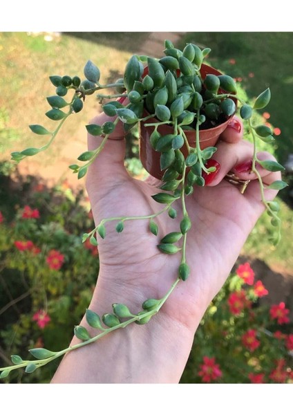 Tekno Trust Videolu Boncuk Yapılı Tesbih Çiçeği 1 Adet Saksılı/tüplü 5-15CM İç Mekan Bitkisi(Senecio Rowleyanus