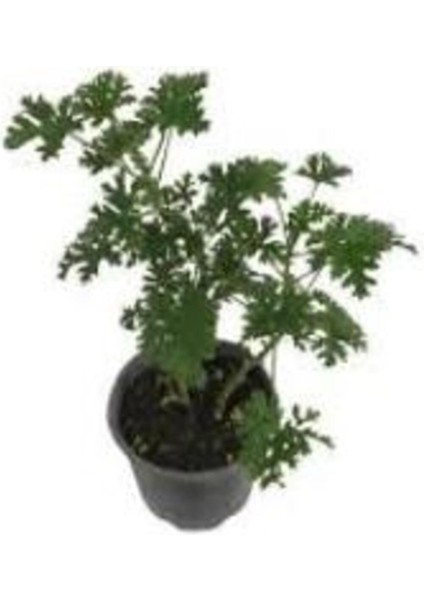 Tekno Trust Gül Kokulu Pembe Sardunya Itır 15-25 cm Pelargonium Graveolens fiyatları