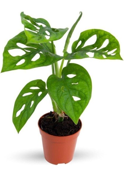 Tekno Trust Monstera Monkey Mask Adansonii - Sarmaşık Deve Tabanı