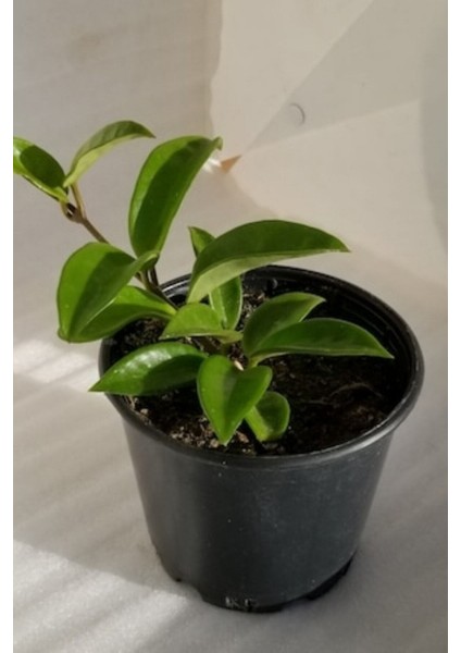 Tekno Trust Mum Çiçeği Pembe-Beyaz Çift Renk Ev Salon Bitkisi 10-15CM