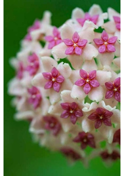 Tekno Trust Mum Çiçeği Pembe-Beyaz Çift Renk Ev Salon Bitkisi 10-15CM fiyatları