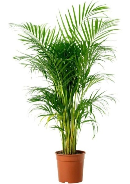 Tekno Trust Areka Palmiyesi Ev Ofis Salon Bitkisi 80-110CM 25 - 30 Köklü