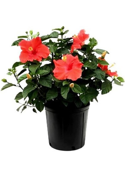 Tekno Trust Videolu Japon Gülü Kırmızı Renk Çiçekli 1 Adet Saksılı 20-40CM İç Mekan Teras Bitkisi (Hibiscus)
