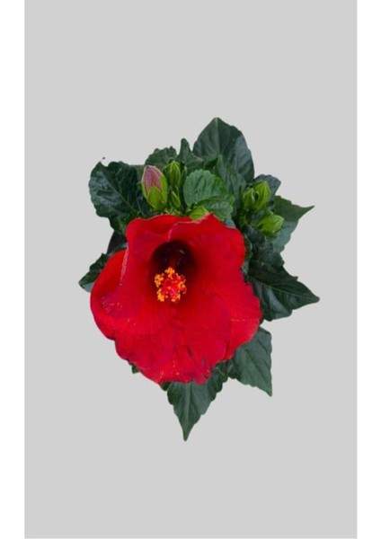 Tekno Trust Videolu Japon Gülü Kırmızı Renk Çiçekli 1 Adet Saksılı 20-40CM İç Mekan Teras Bitkisi (Hibiscus)